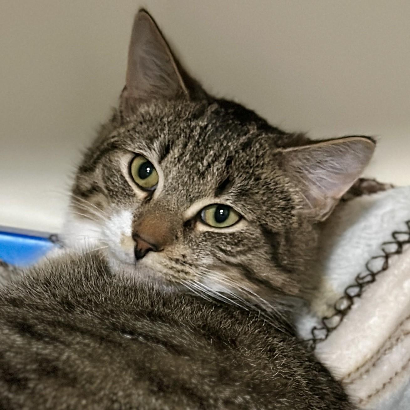 Enlarge Liam, an adoptable Domestic Short Hair in Victor, NY image 5/6