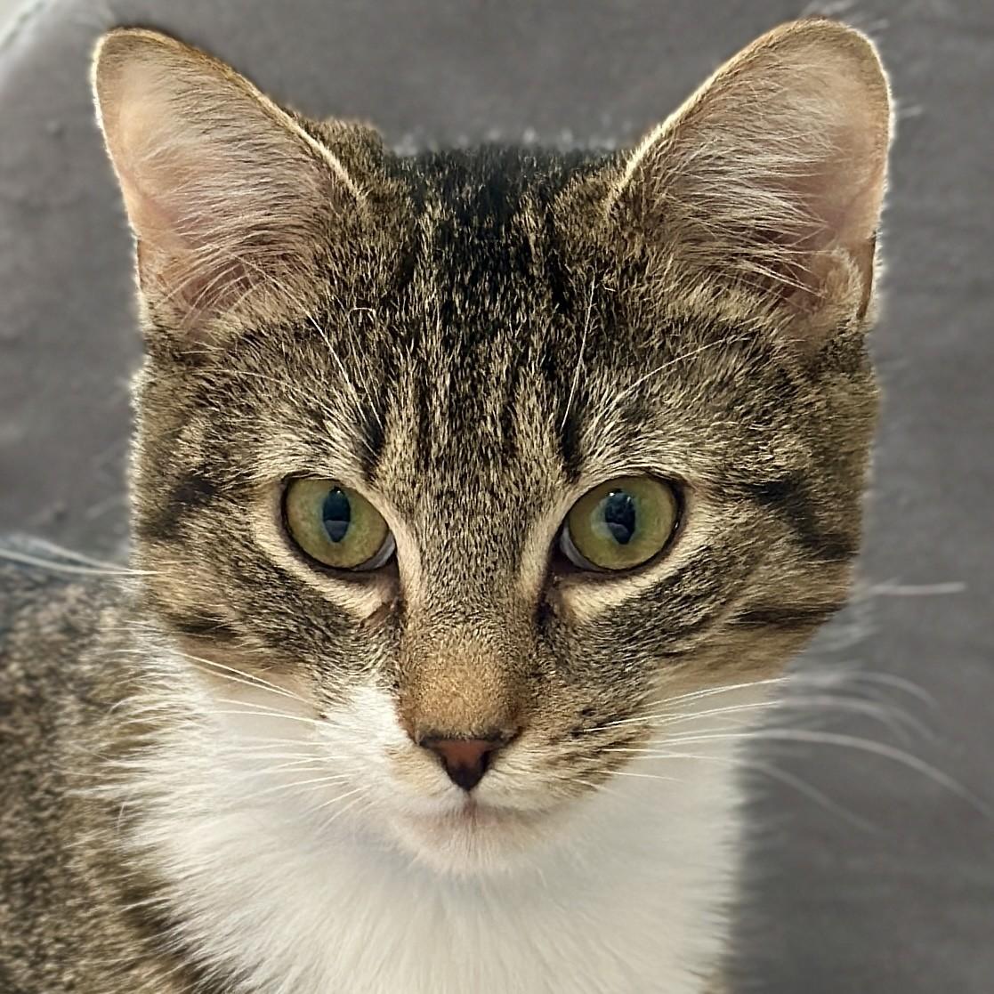 Enlarge Liam, an adoptable Domestic Short Hair in Victor, NY image 1/6