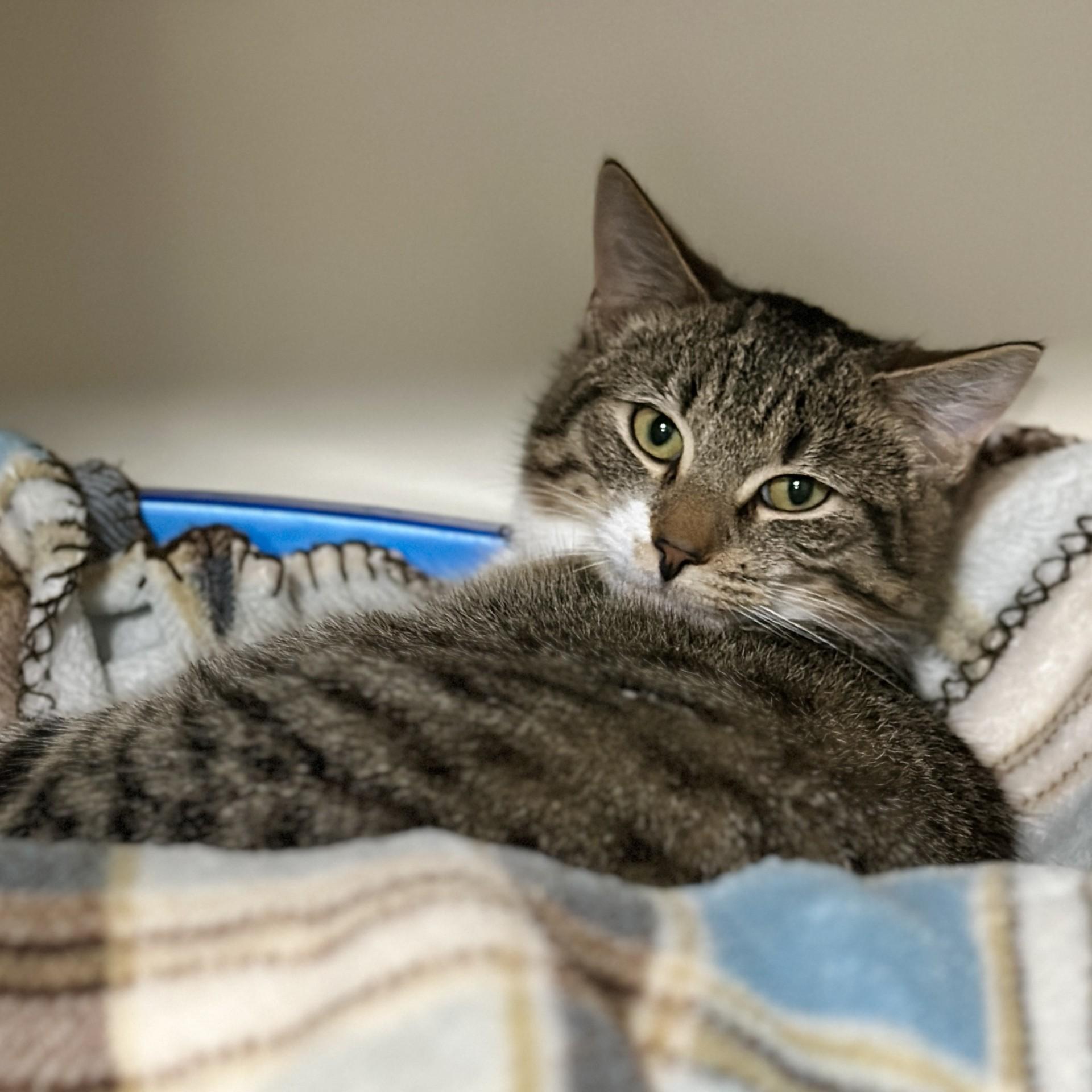 Enlarge Liam, an adoptable Domestic Short Hair in Victor, NY image 6/6