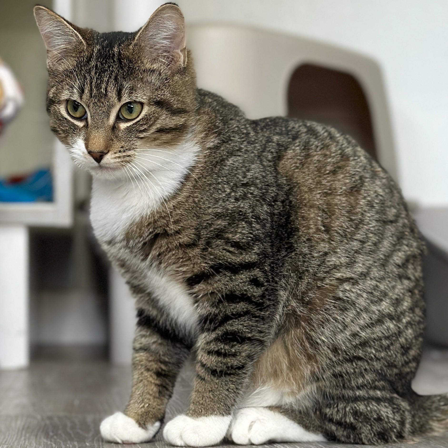 Enlarge Liam, an adoptable Domestic Short Hair in Victor, NY image 4/6