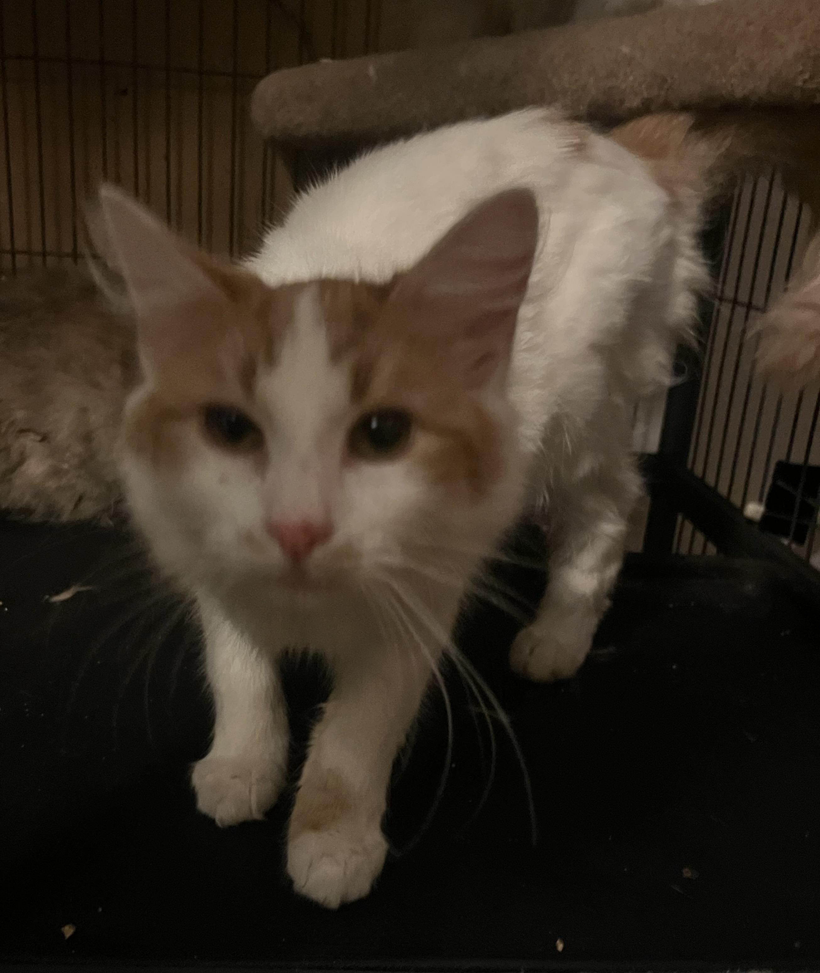 Enlarge Candy corn, a ADOPTABLE mixed breed in Marysville, WA image 1/1