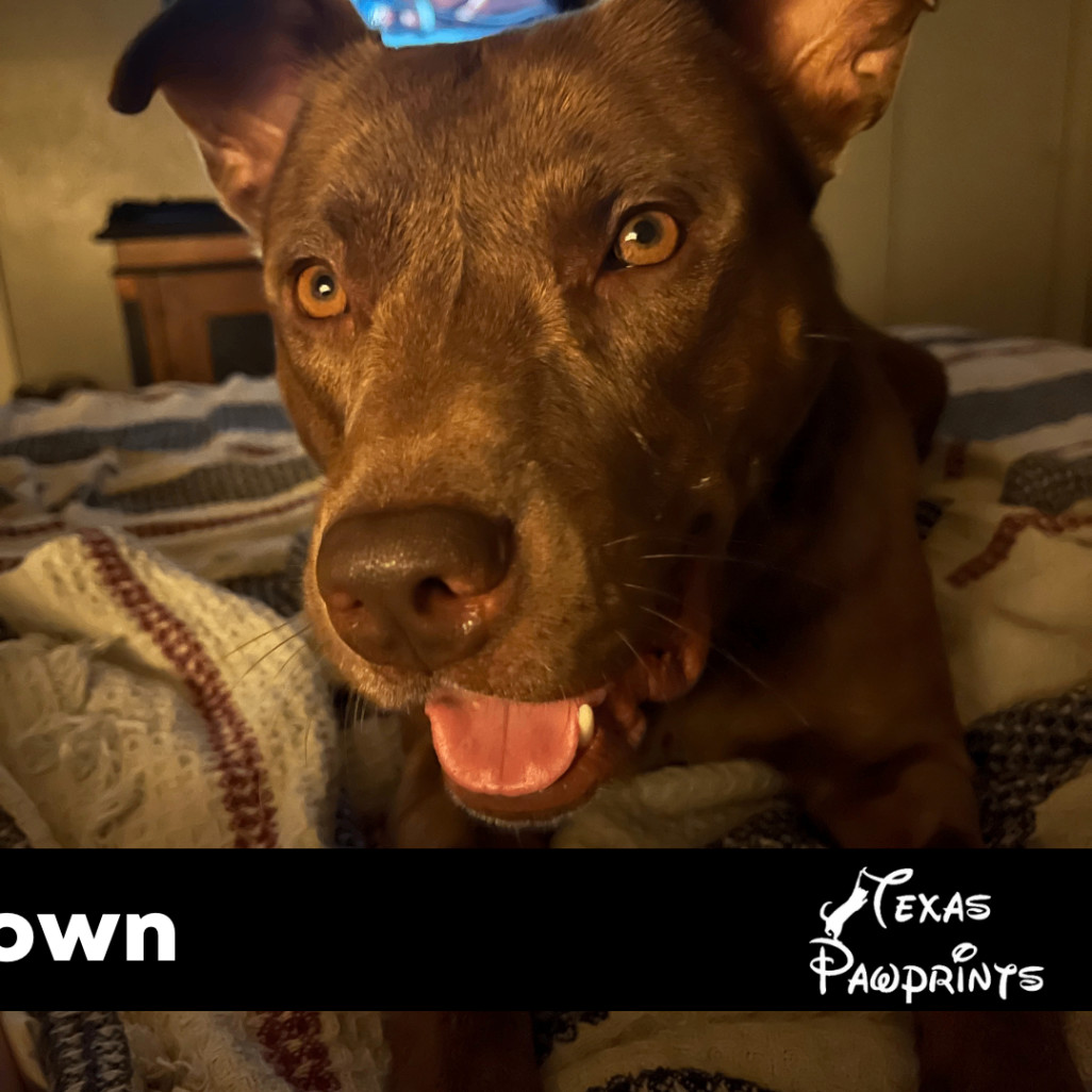 Leroy Brown, a Adoptable Boxer in Dallas, TX image 1/4