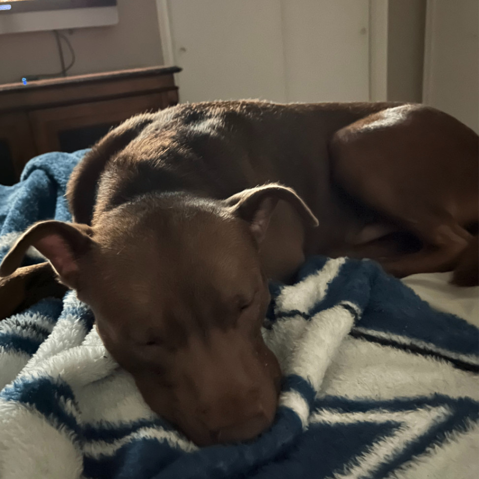 Leroy Brown, a Adoptable Boxer in Dallas, TX image 2/4