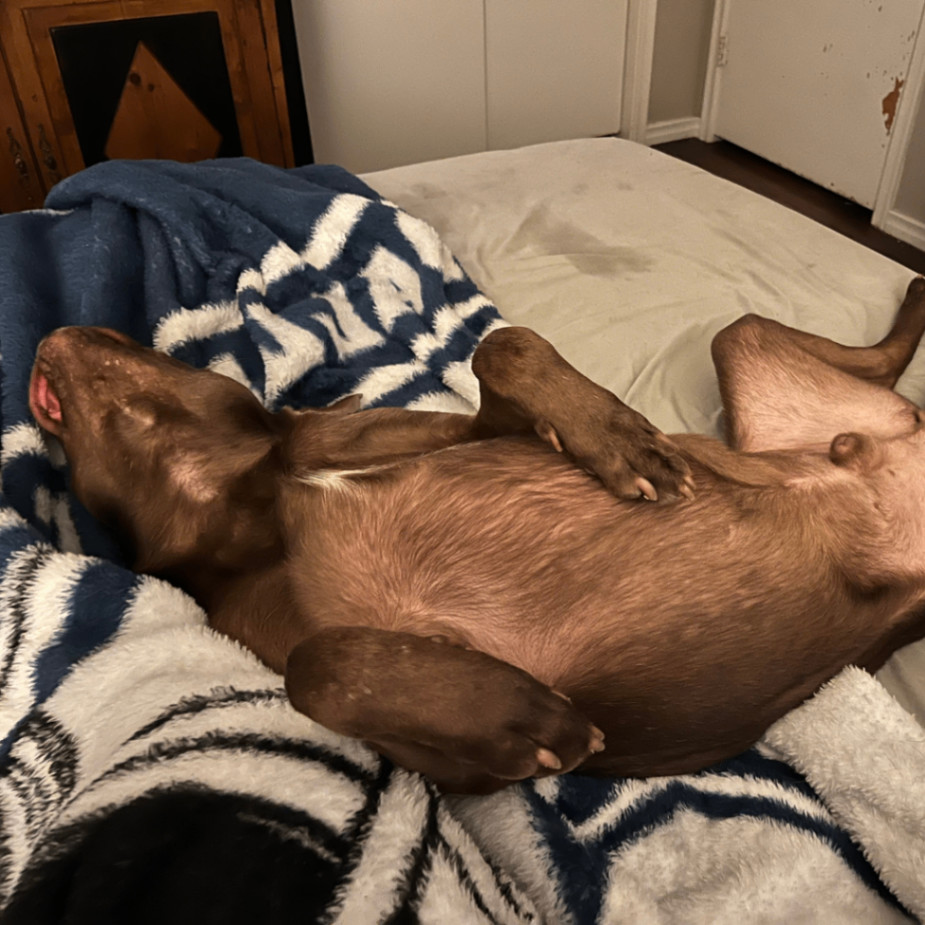 Leroy Brown, a Adoptable Boxer in Dallas, TX image 3/4