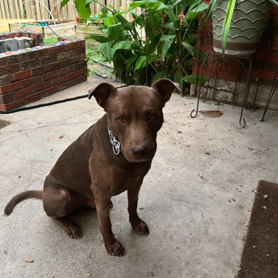 Leroy Brown, a Adoptable Boxer in Dallas, TX image 4/4