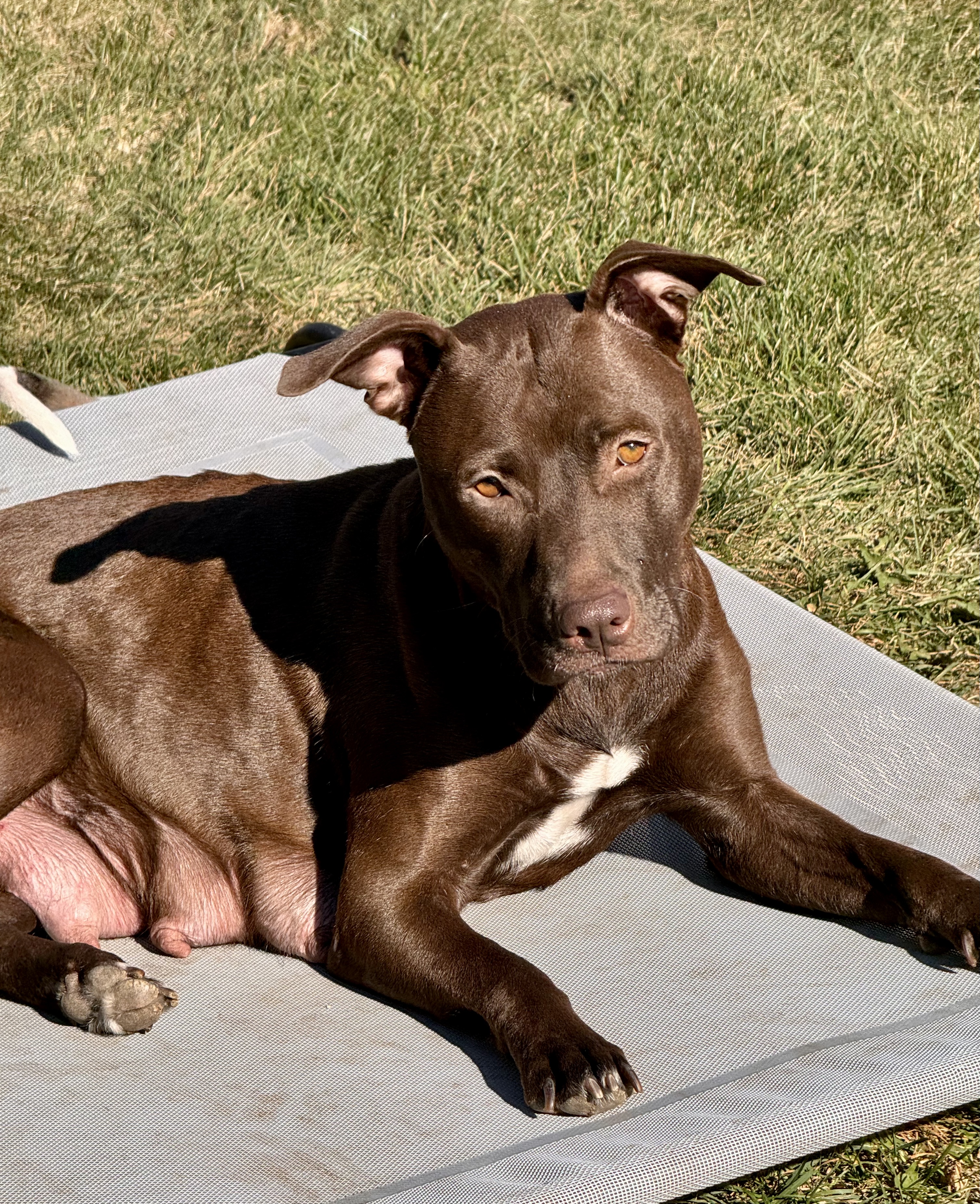 Enlarge Mama Pearl, a Adopted American Staffordshire Terrier in Roselle, IL image 1/4