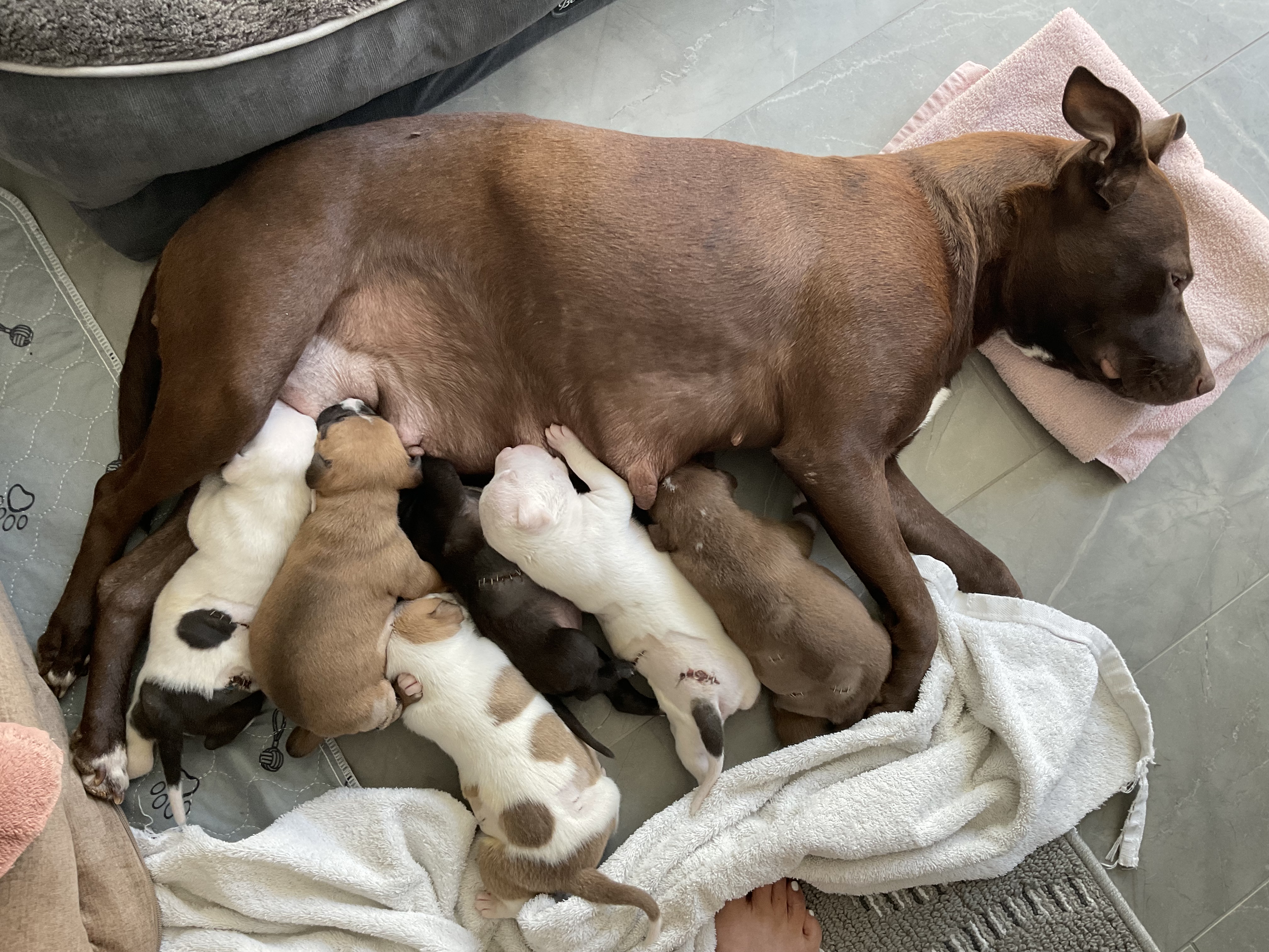 Enlarge Mama Pearl, a Adopted American Staffordshire Terrier in Roselle, IL image 4/4