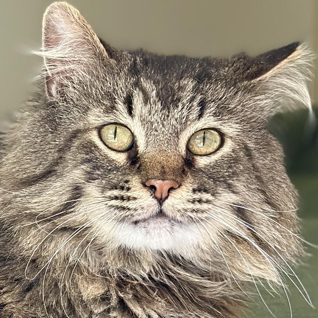 Elk, adopted, Adult Male Domestic Long Hair & Maine Coon.