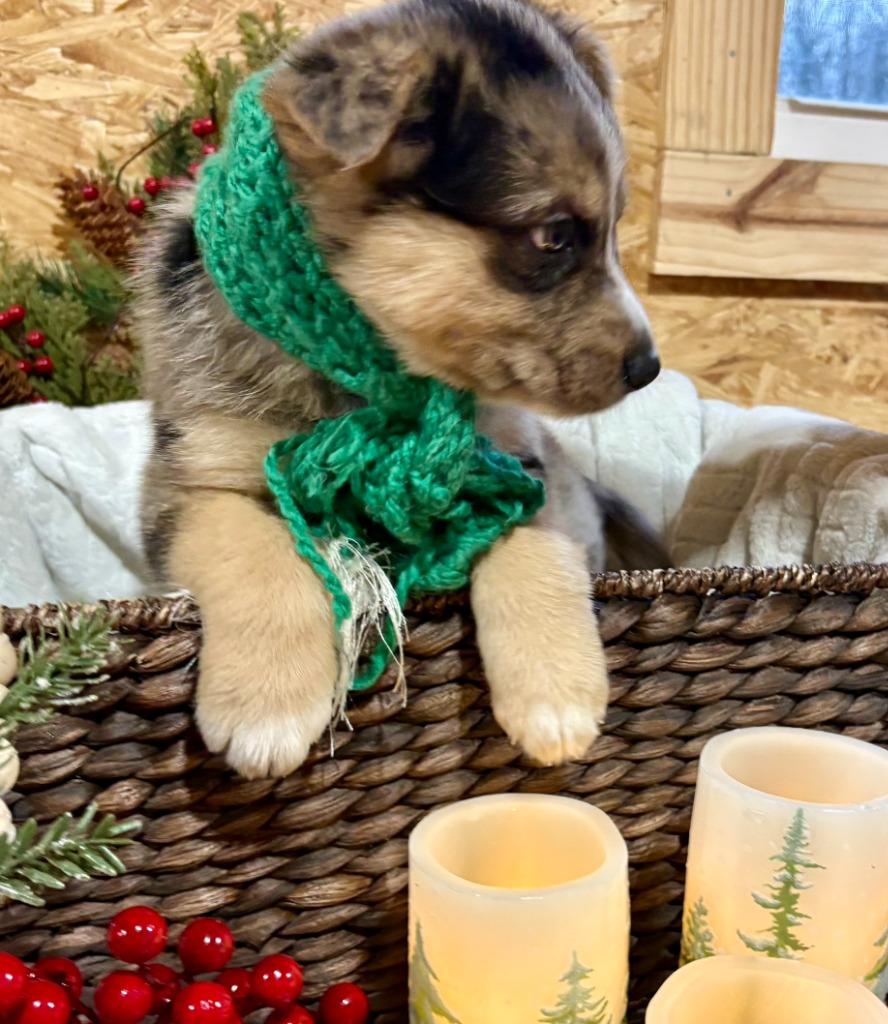 Frosty, a Adoptable mixed breed in Fayetteville, AR image 1/3