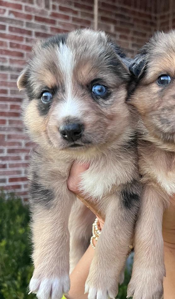 Frosty, a Adoptable mixed breed in Fayetteville, AR image 2/3