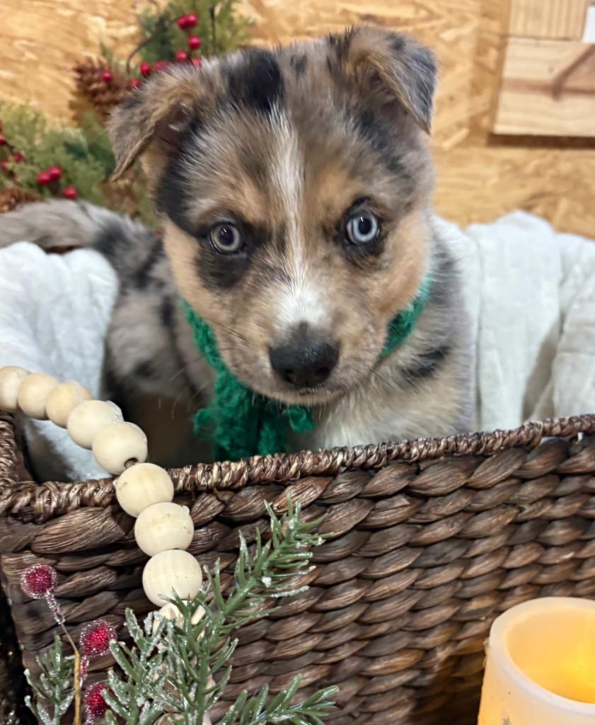 Frosty, a Adoptable mixed breed in Fayetteville, AR image 3/3