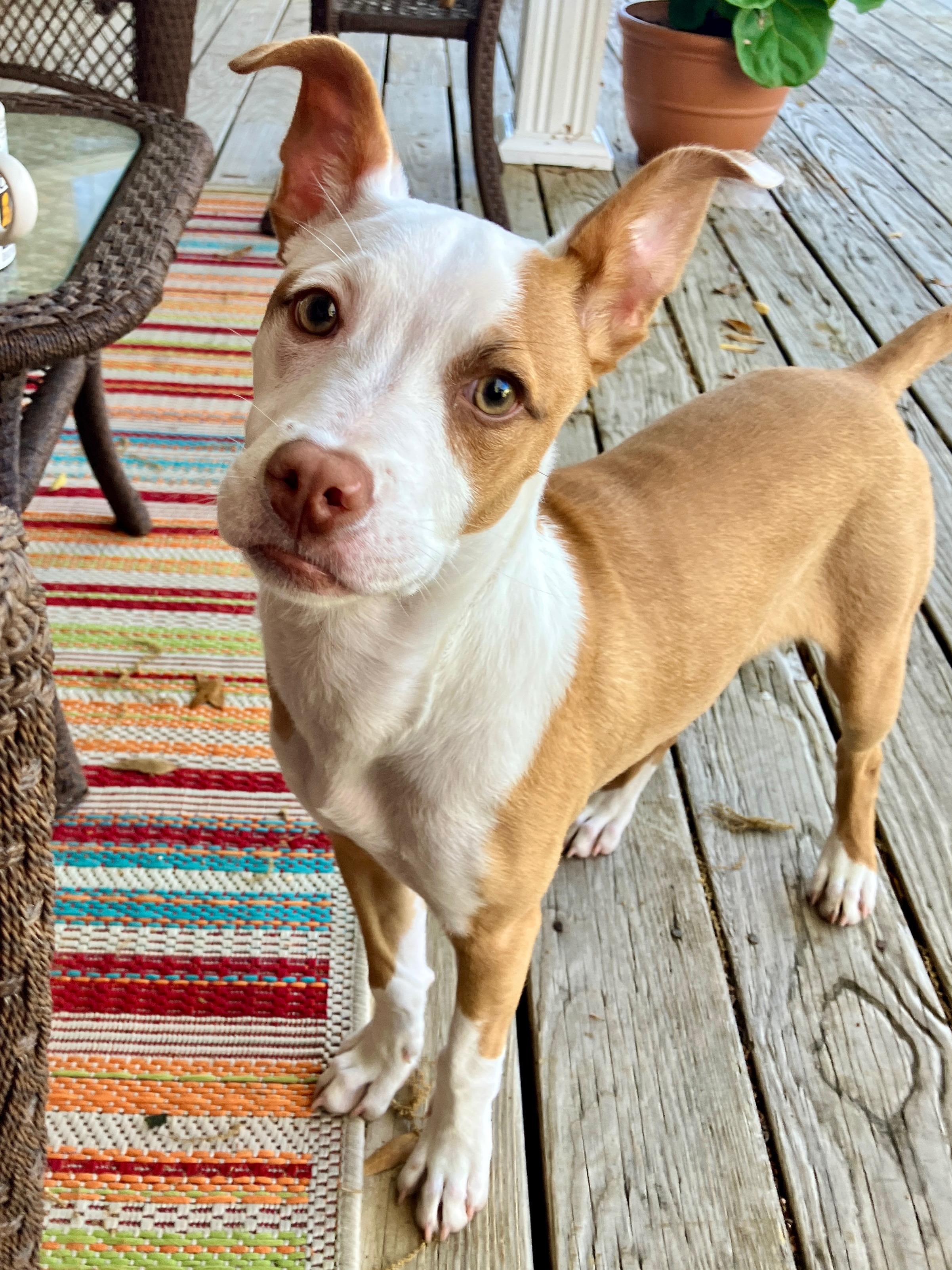 Enlarge Gypsy, a Adoptable mixed breed in Mt Laurel Township, NJ image 4/4