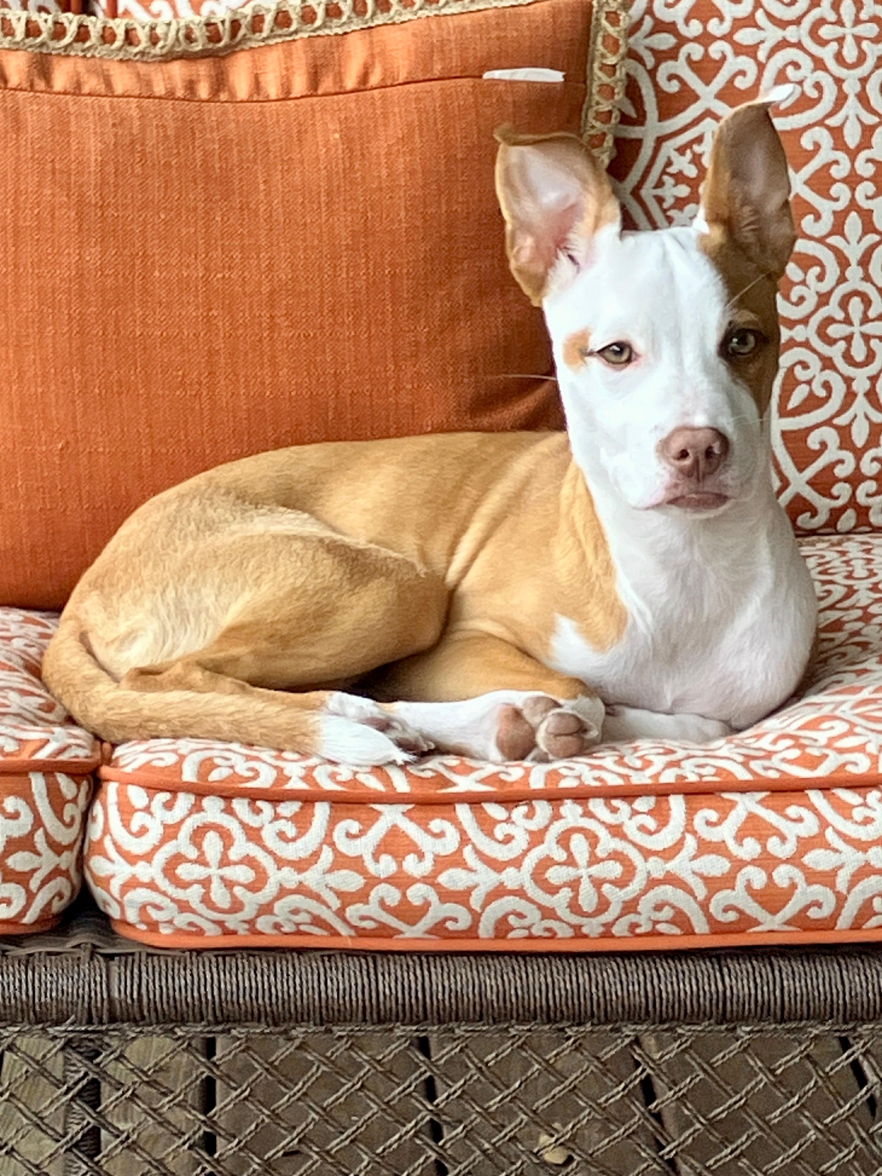 Enlarge Gypsy, a Adoptable mixed breed in Mt Laurel Township, NJ image 2/4