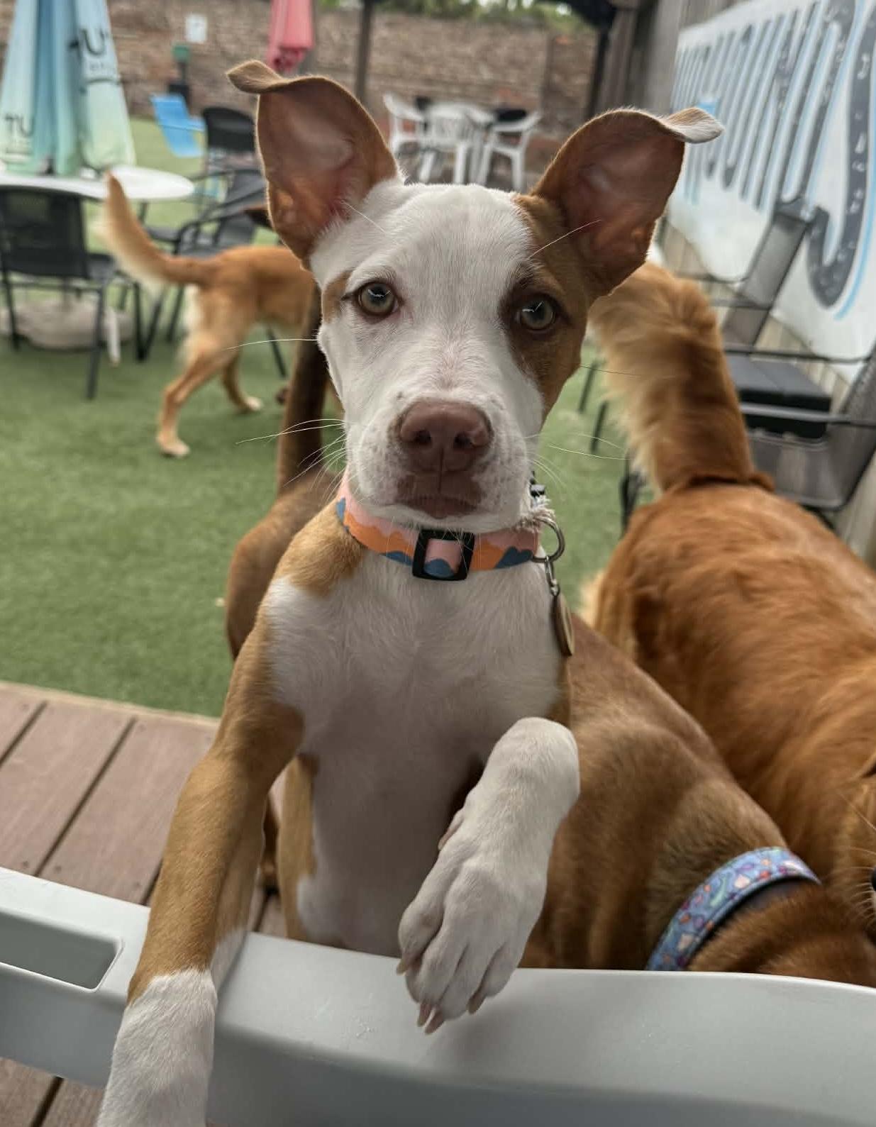 Gypsy, Adoptable, Puppy Female Jack Russell Terrier.