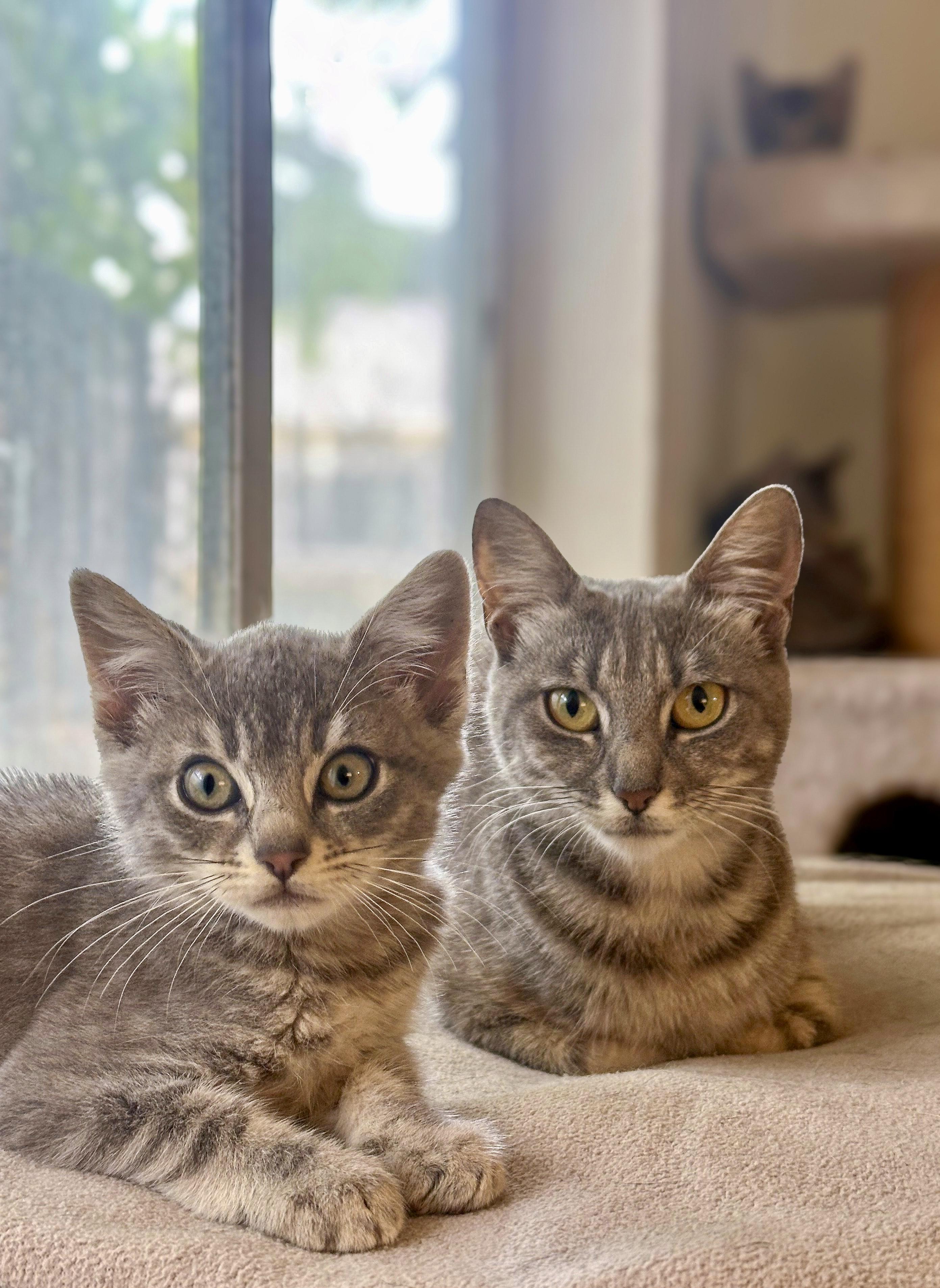 Muffin, a Adoptable Domestic Short Hair in Vallejo, CA image 3/4