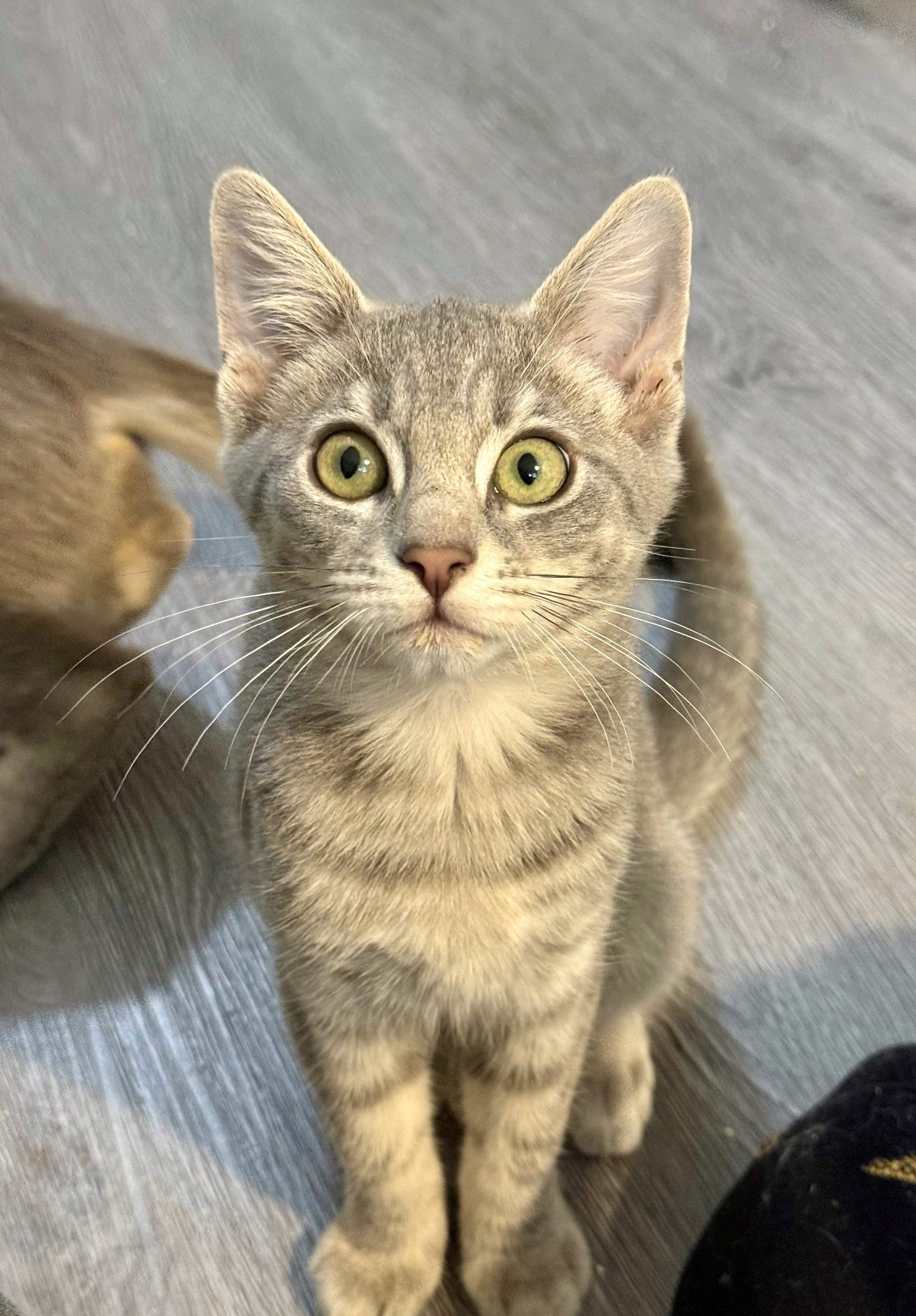 Muffin, a Adoptable Domestic Short Hair in Vallejo, CA image 4/4