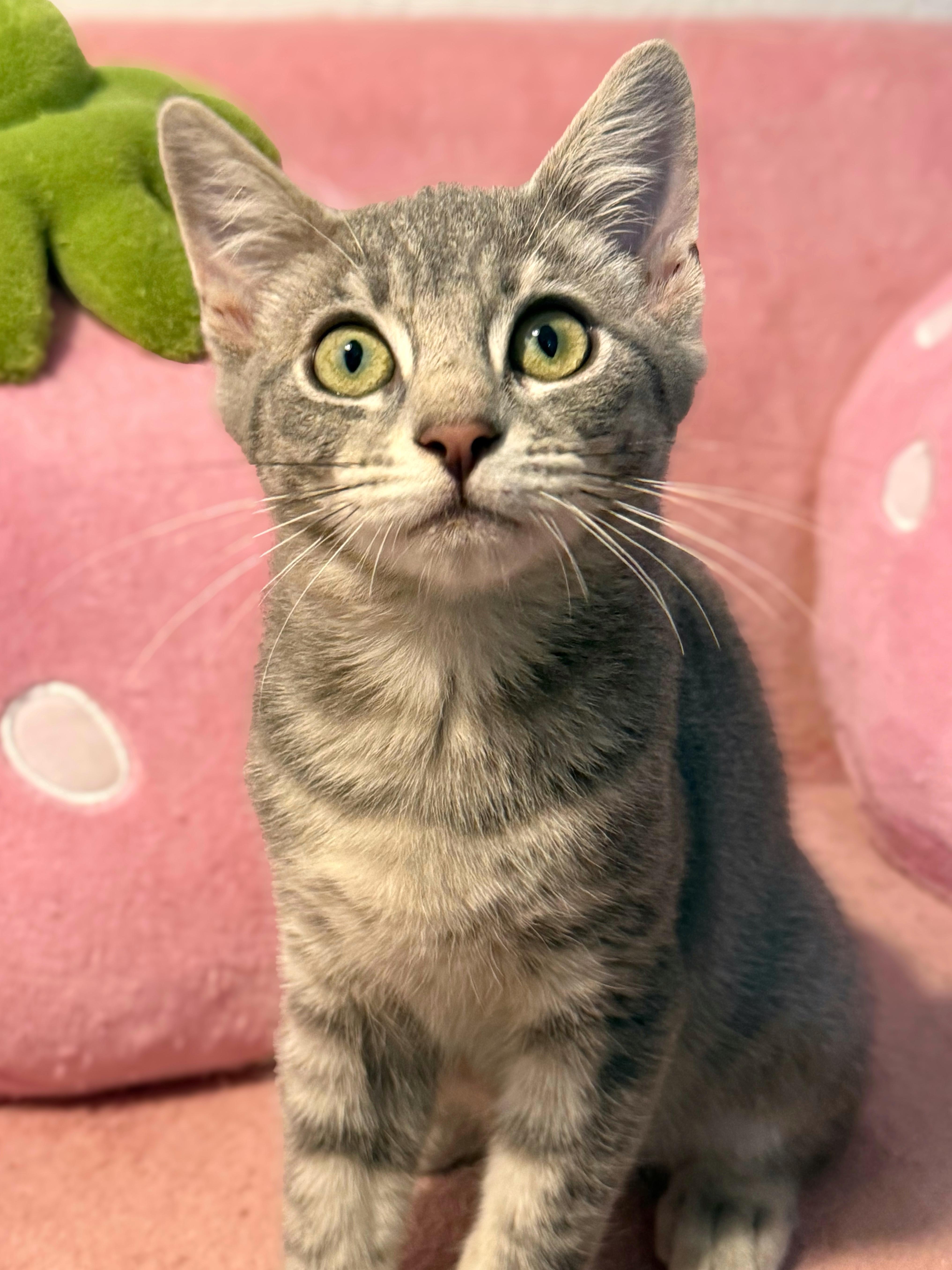 Muffin, Adoptable, Kitten Male Domestic Short Hair.