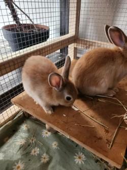 Enlarge Rusty, a Adoptable Bunny Rabbit in Mississauga, ON image 2/2
