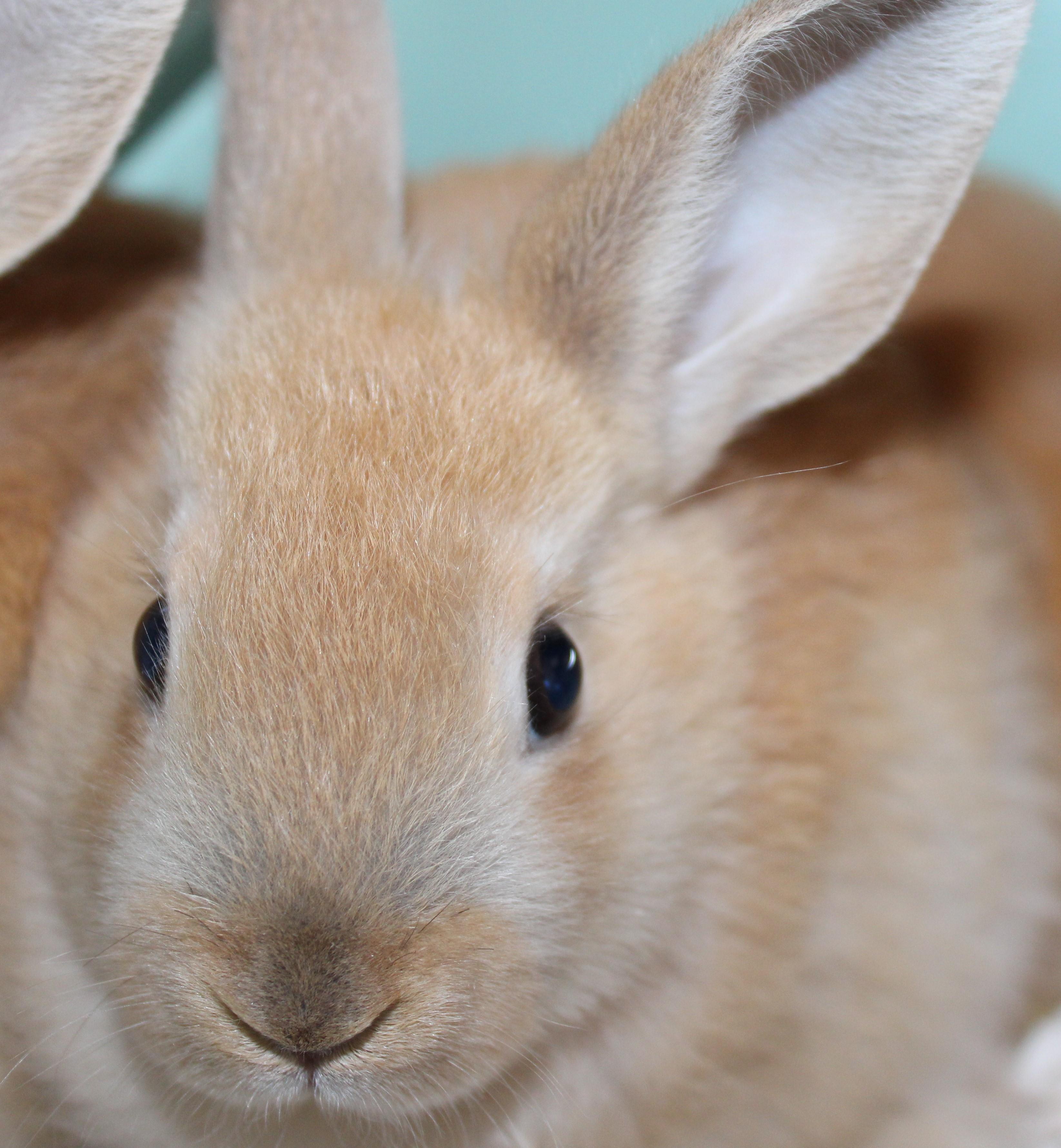 Enlarge Rusty, a Adoptable Bunny Rabbit in Mississauga, ON image 1/2