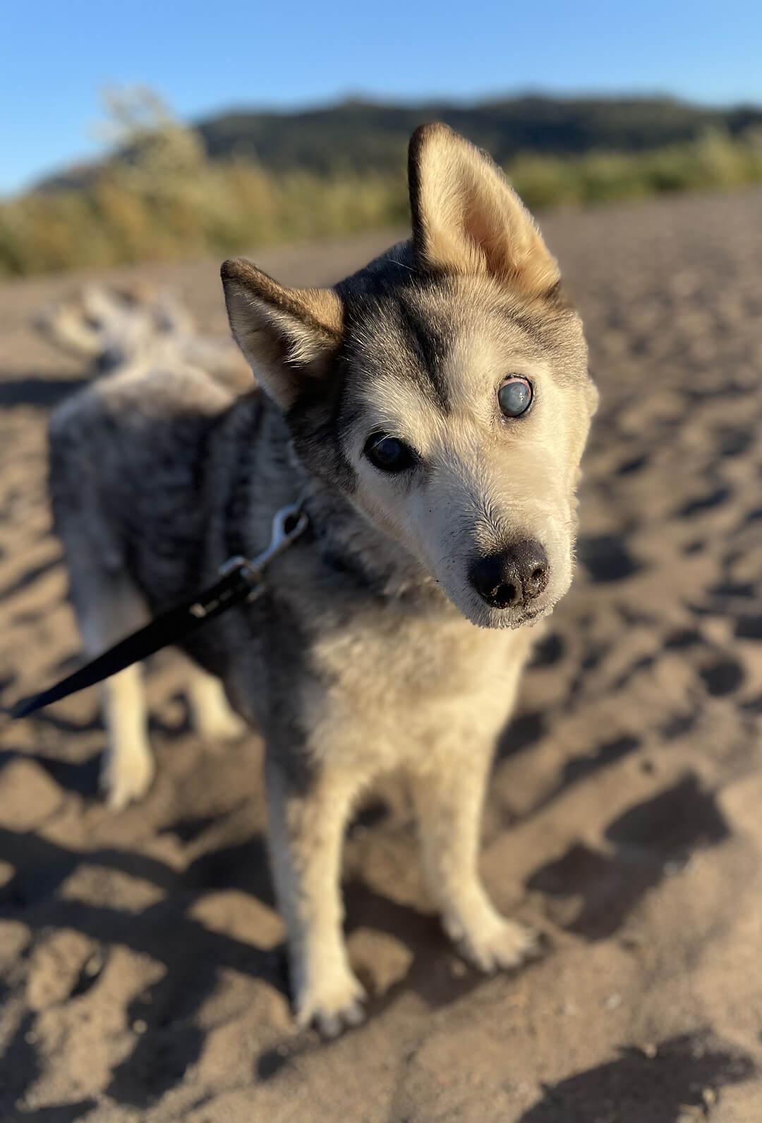 Pops, a Adoptable Husky in Hood River, OR image 4/6