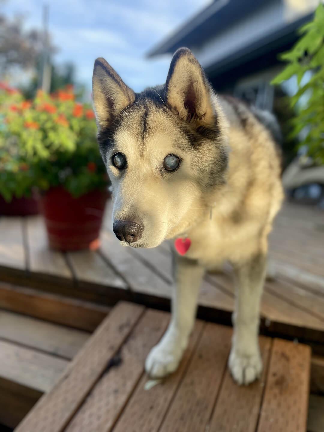 Pops, a Adoptable Husky in Hood River, OR image 6/6