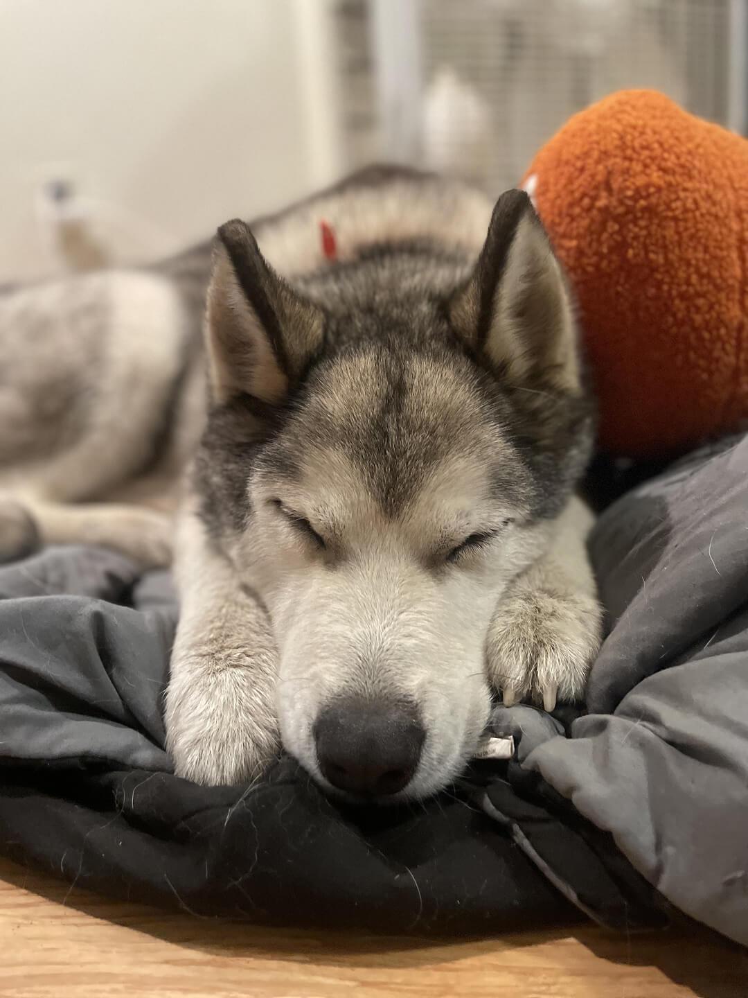 Pops, a Adoptable Husky in Hood River, OR image 5/6