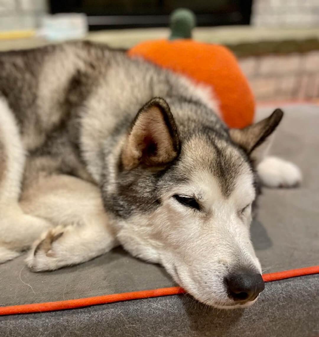 Pops, a Adoptable Husky in Hood River, OR image 2/6