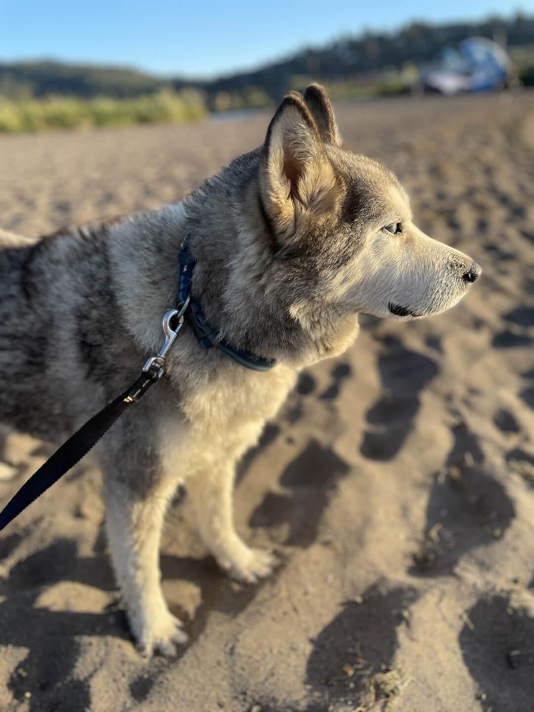 Pops, a Adoptable Husky in Hood River, OR image 1/6