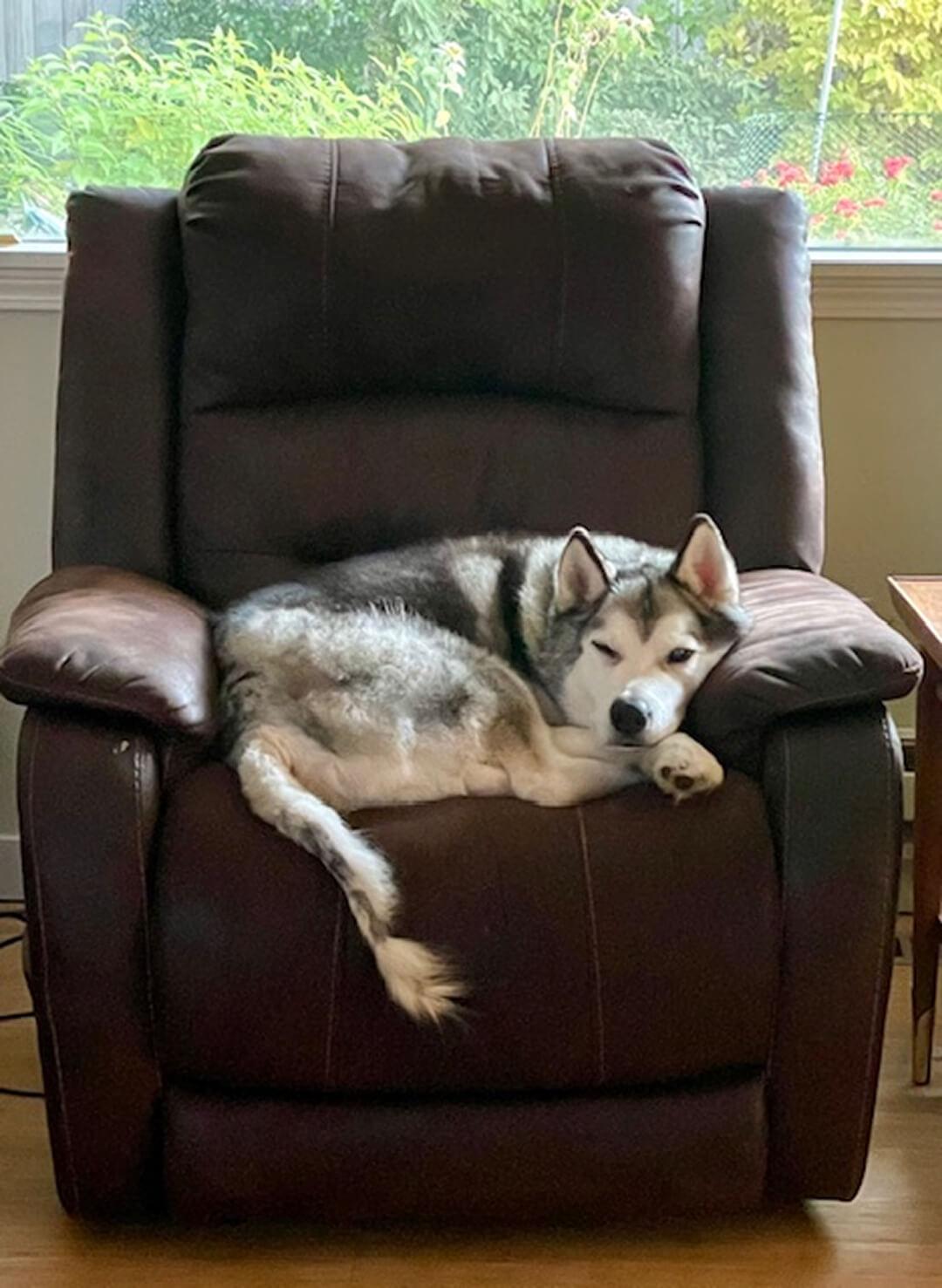 Pops, a Adoptable Husky in Hood River, OR image 3/6