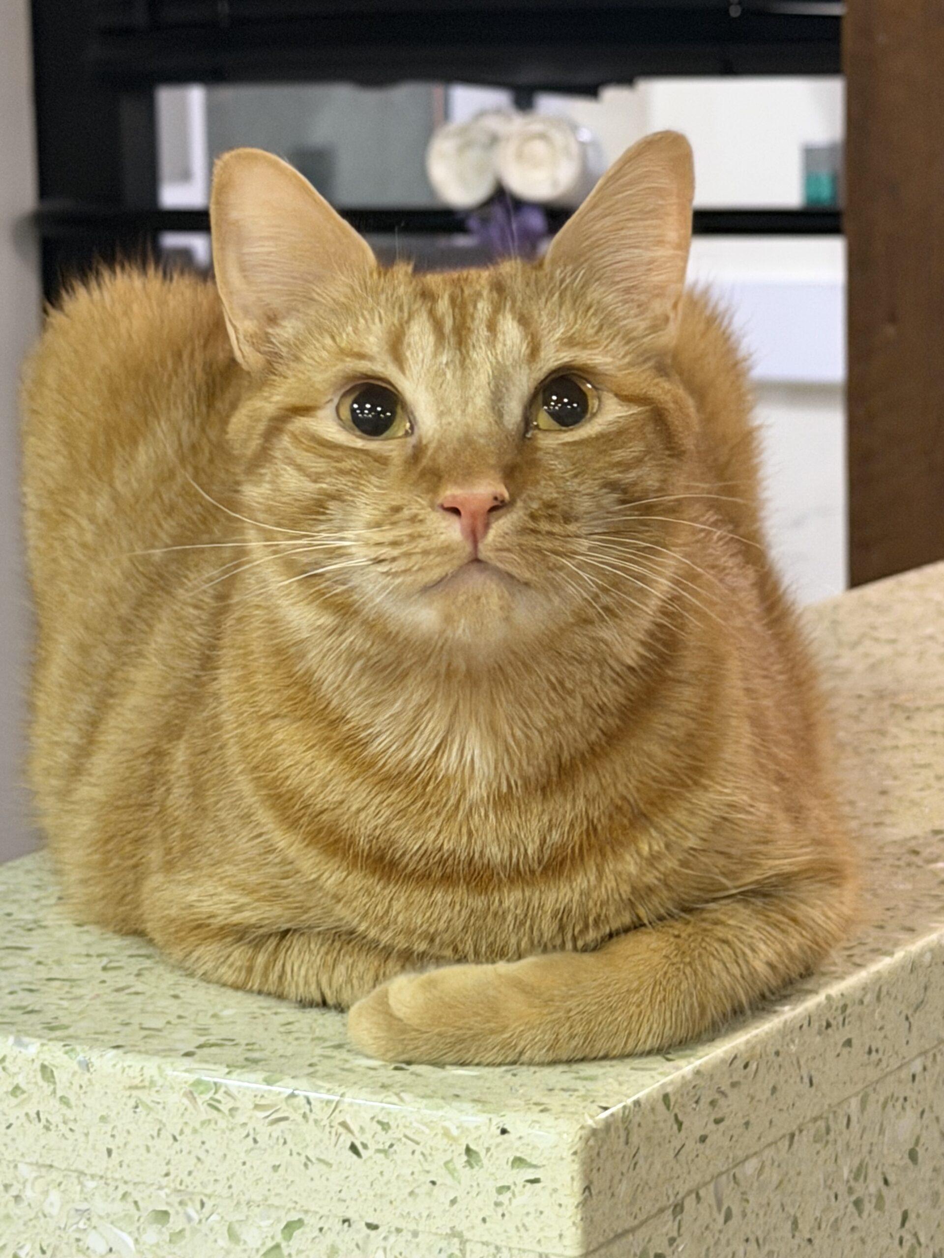 Enlarge Jack Orange, a Adoptable mixed breed in Brooklyn, NY image 1/3