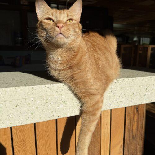 Enlarge Jack Orange, a Adoptable mixed breed in Brooklyn, NY image 1/3