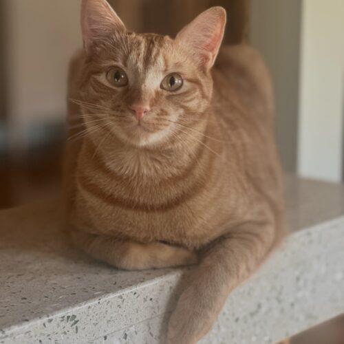 Enlarge Jack Orange, a Adoptable mixed breed in Brooklyn, NY image 3/3