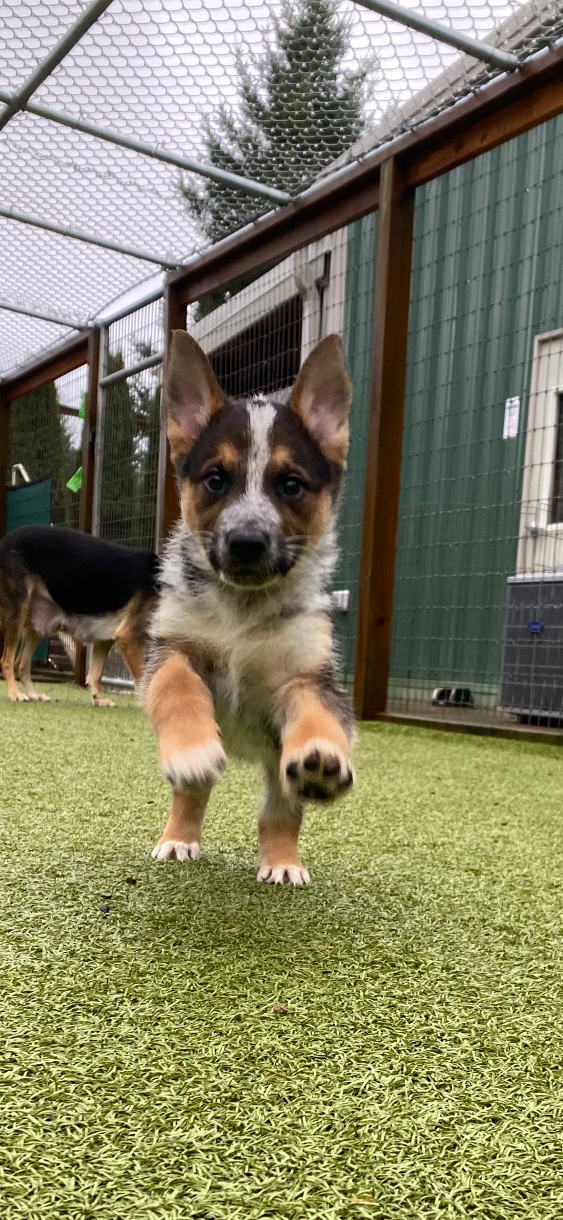 Enlarge Remy, a ADOPTABLE mixed breed in La Center, WA image 1/6