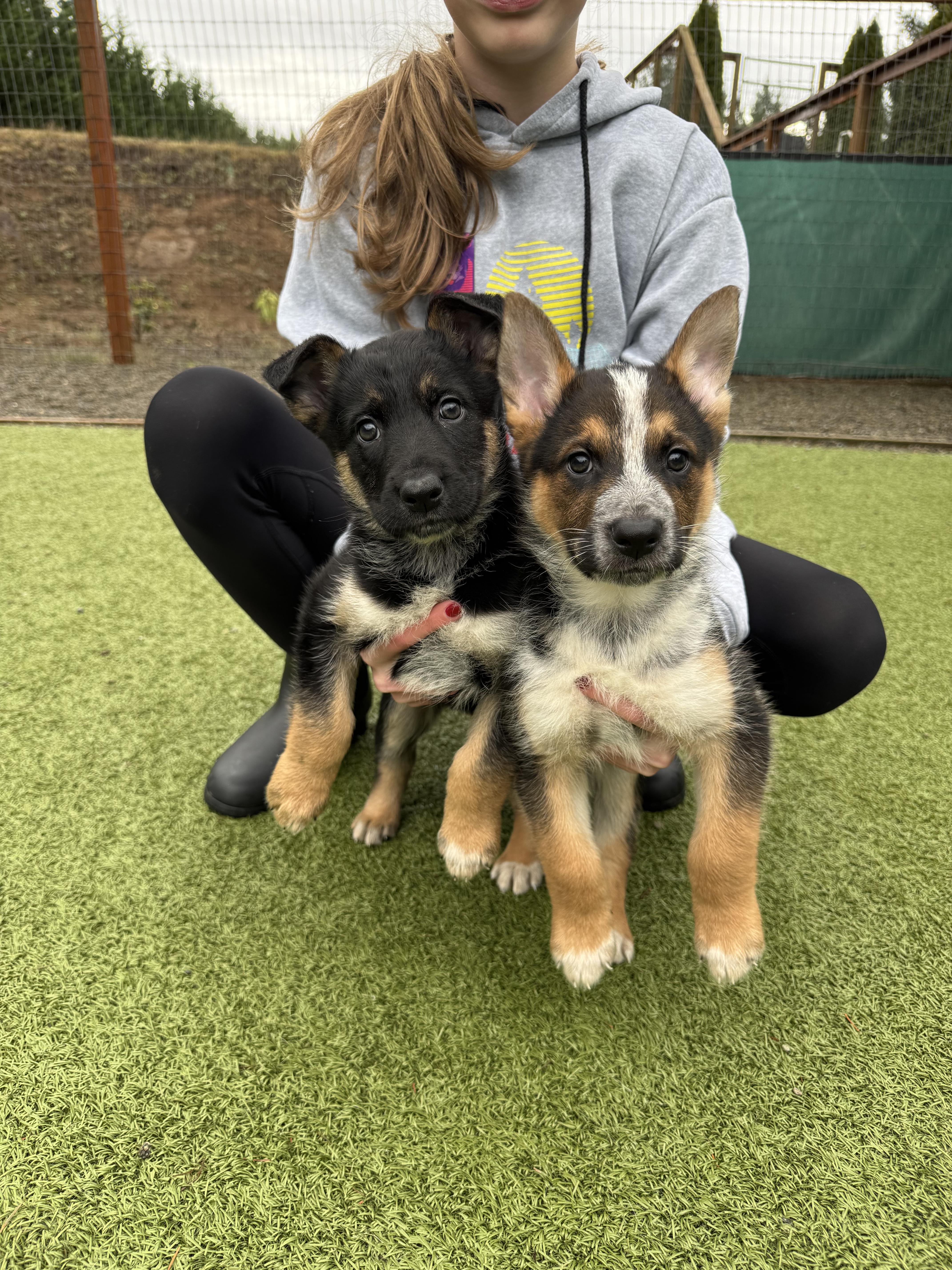 Enlarge Remy, a ADOPTABLE mixed breed in La Center, WA image 3/6