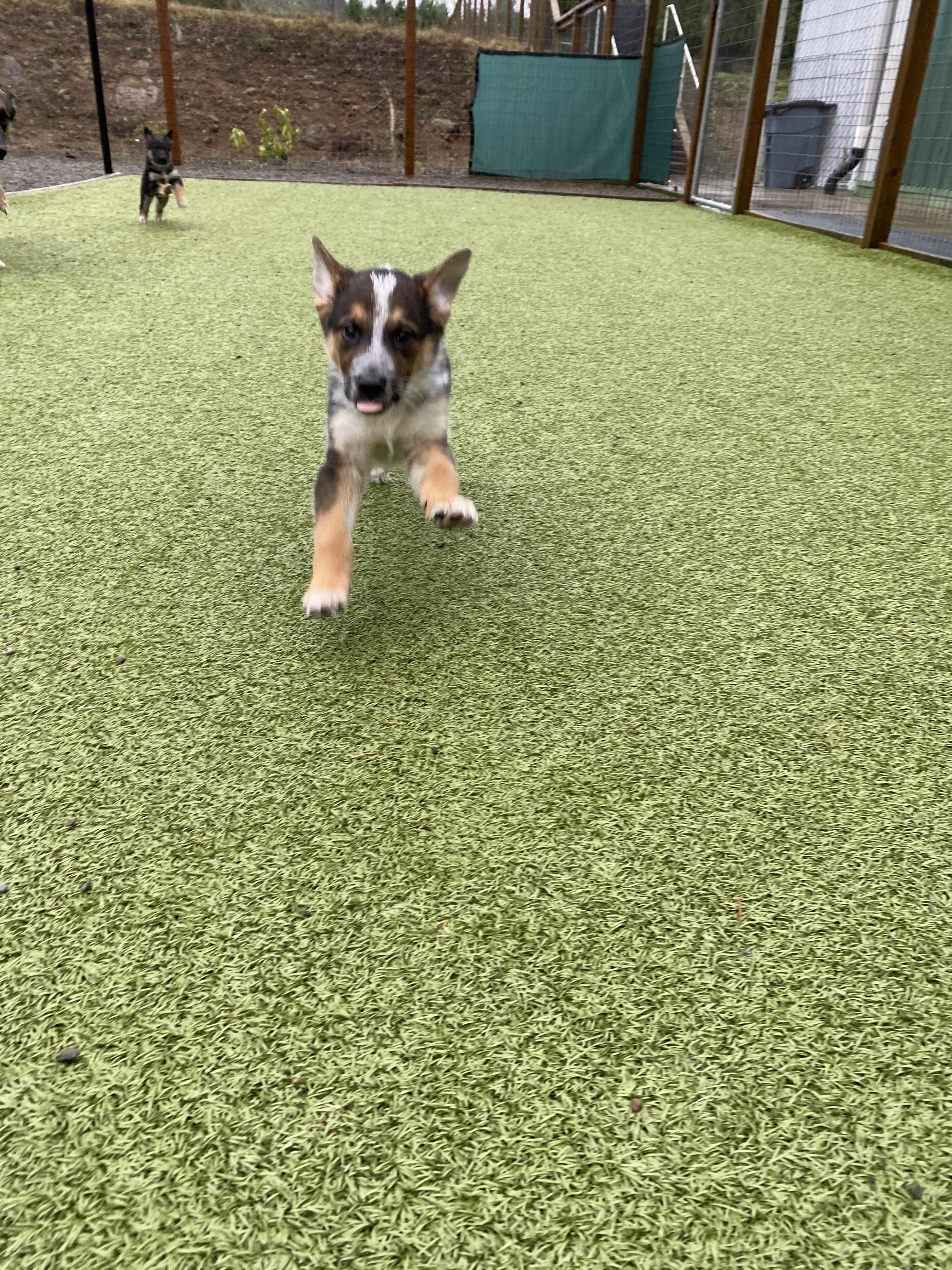 Enlarge Remy, a ADOPTABLE mixed breed in La Center, WA image 4/6