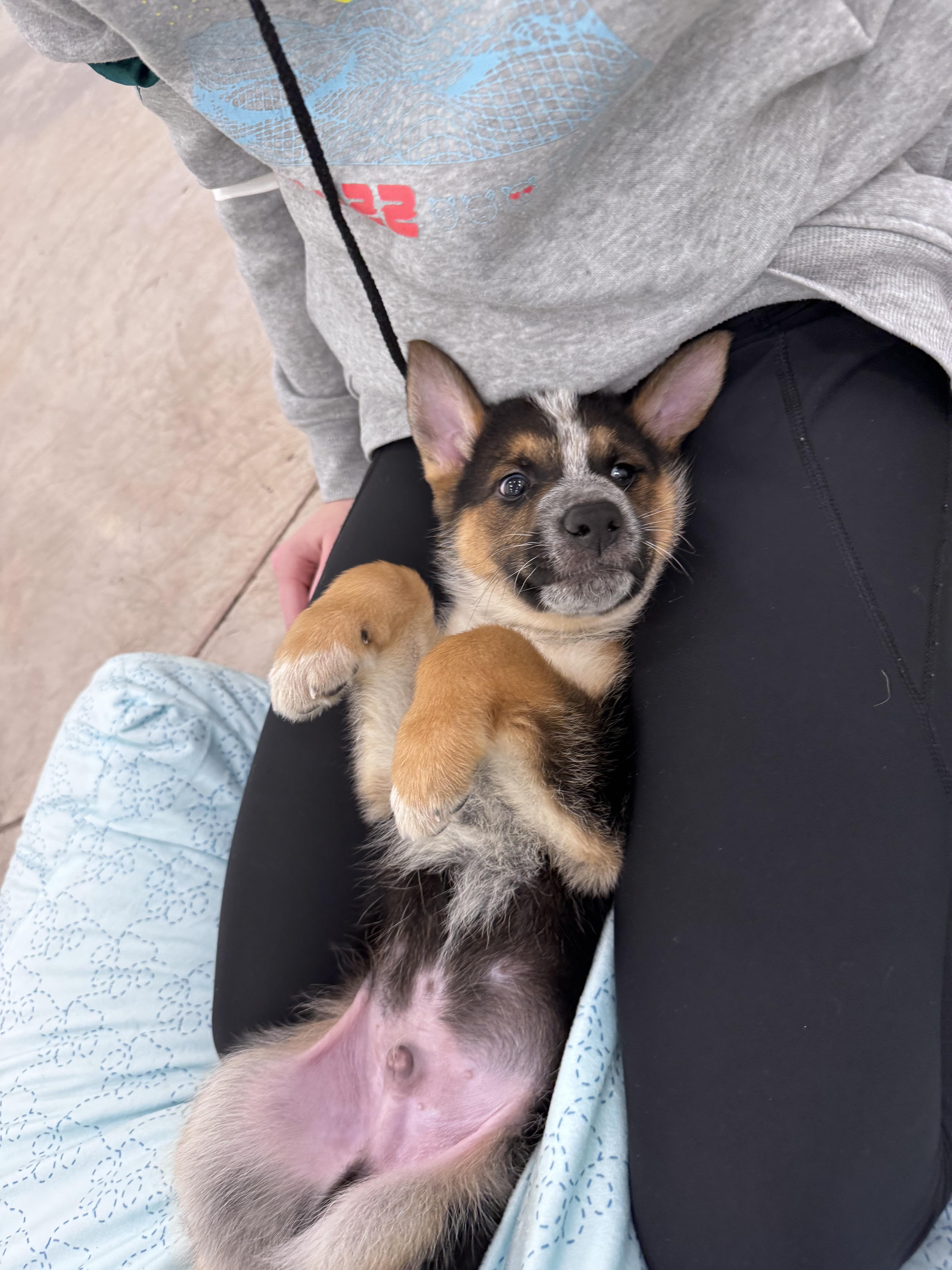 Enlarge Remy, a ADOPTABLE mixed breed in La Center, WA image 6/6