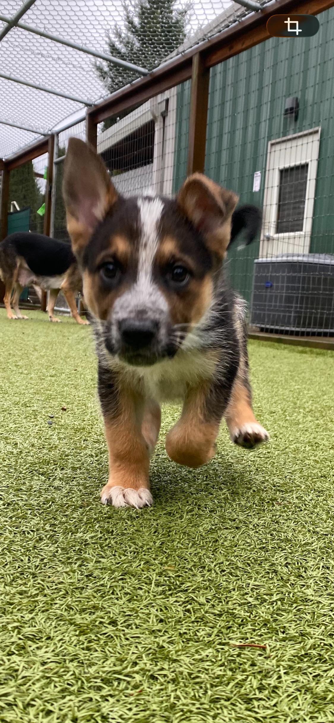 Enlarge Remy, a ADOPTABLE mixed breed in La Center, WA image 2/6