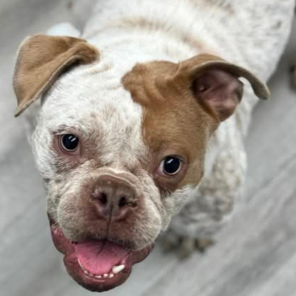 Enlarge Millie, a Adoptable English Bulldog in Huber Heights, OH image 1/4