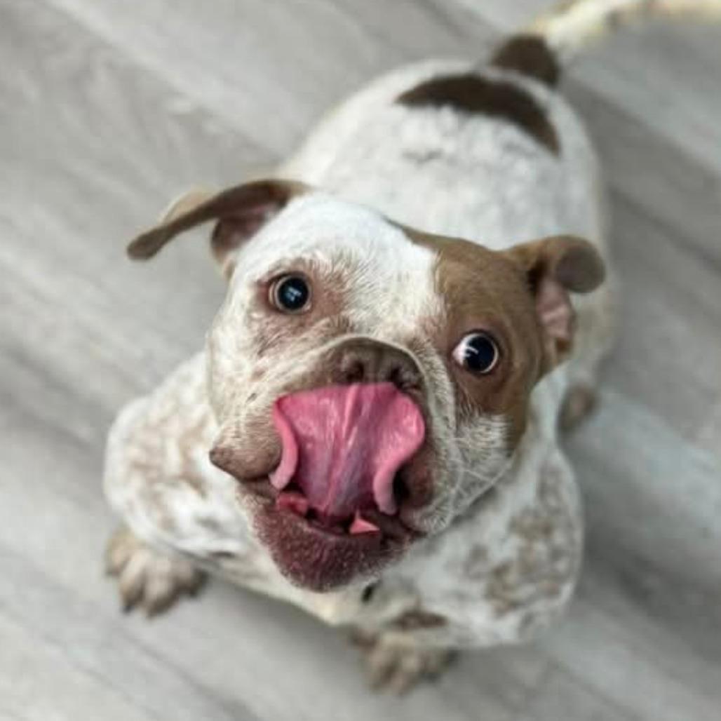 Enlarge Millie, a Adoptable English Bulldog in Huber Heights, OH image 2/4