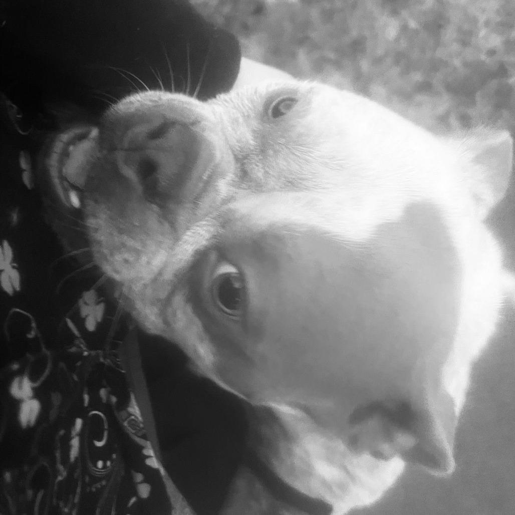 Enlarge Millie, a Adoptable English Bulldog in Huber Heights, OH image 1/5