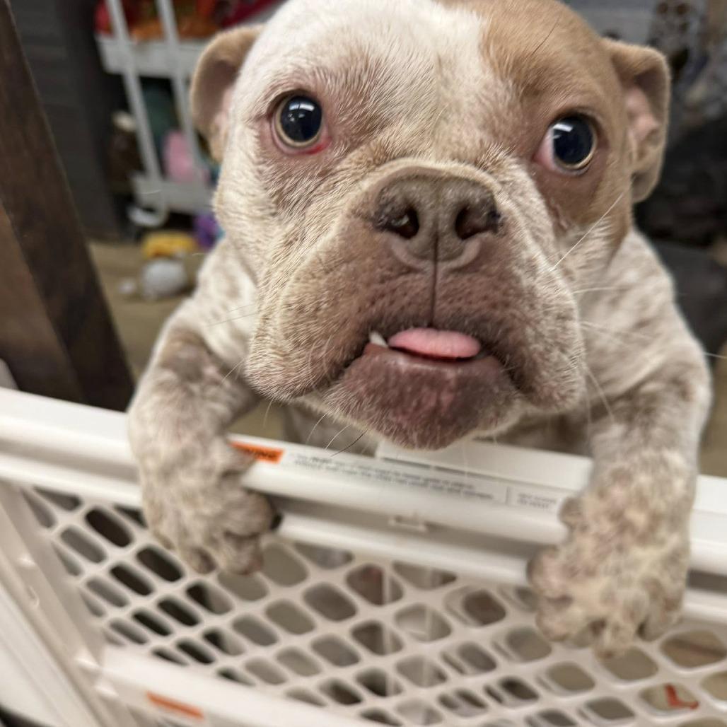 Enlarge Millie, a Adoptable English Bulldog in Huber Heights, OH image 2/5
