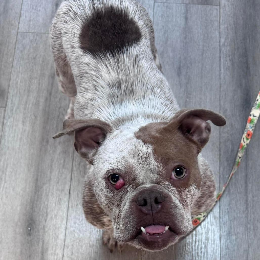 Enlarge Millie, a Adoptable English Bulldog in Huber Heights, OH image 3/5