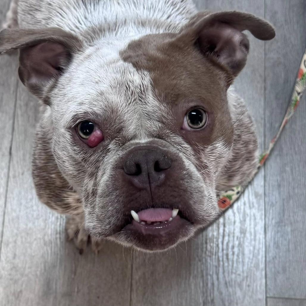 Enlarge Millie, a Adoptable English Bulldog in Huber Heights, OH image 4/5