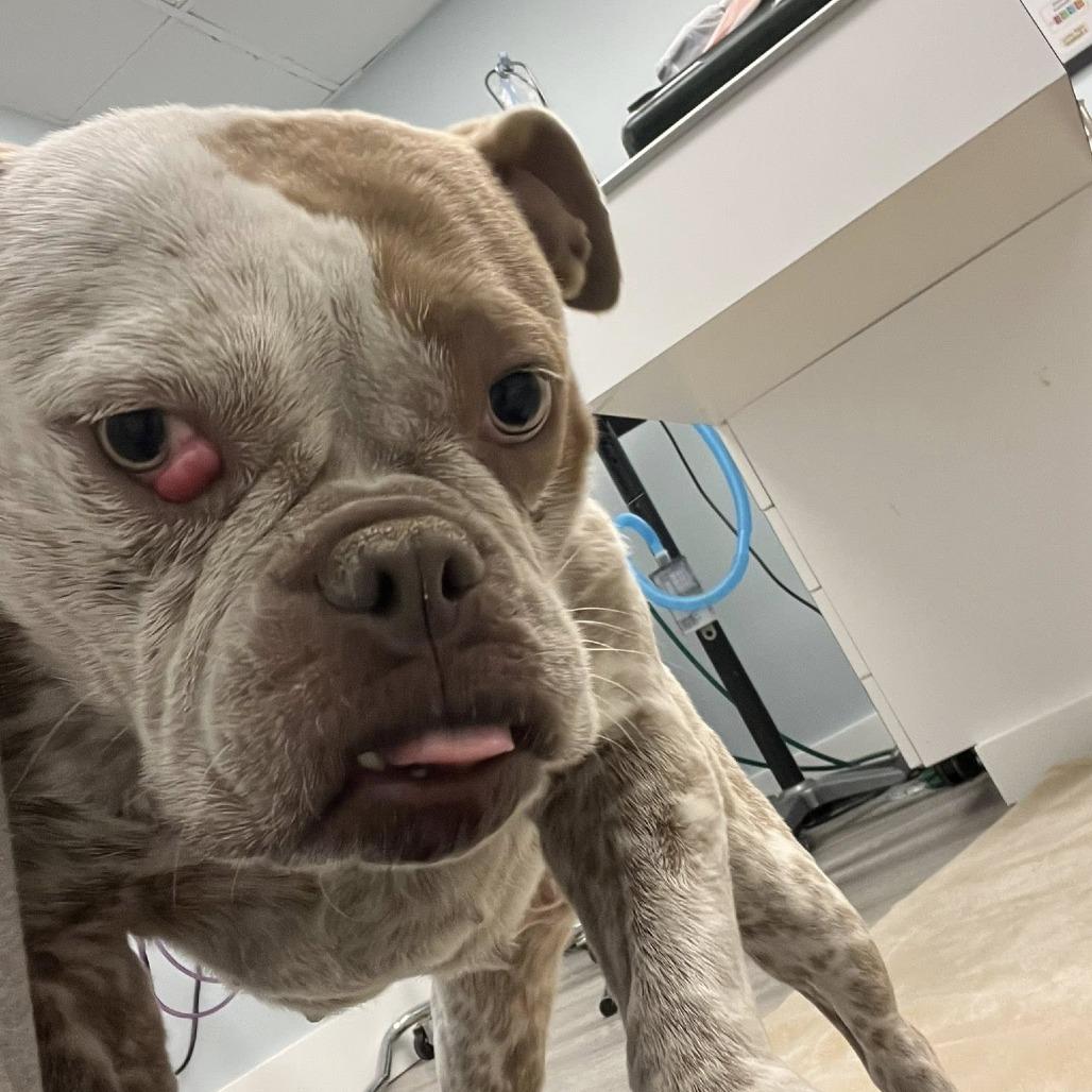 Enlarge Millie, a Adoptable English Bulldog in Huber Heights, OH image 5/5