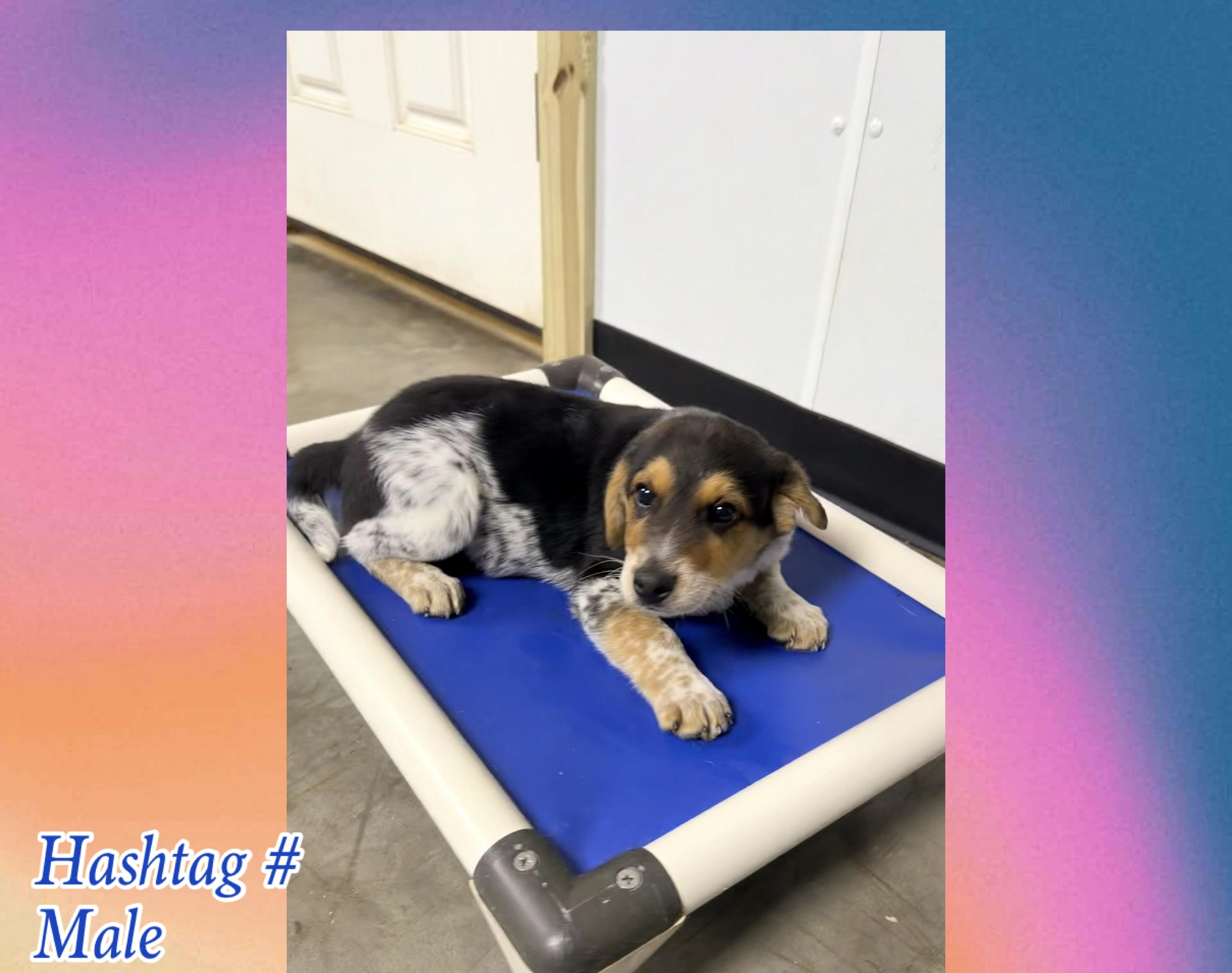 Hashtag , adopted, Puppy Male Australian Cattle Dog / Blue Heeler & Beagle.