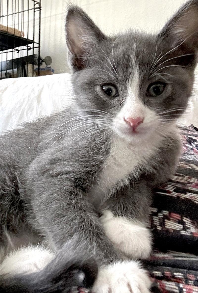 Earl Grey, Adoptable, Kitten Male Domestic Short Hair.