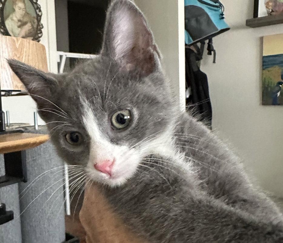 Earl Grey, a Adoptable Domestic Short Hair in Ventura, CA image 2/3