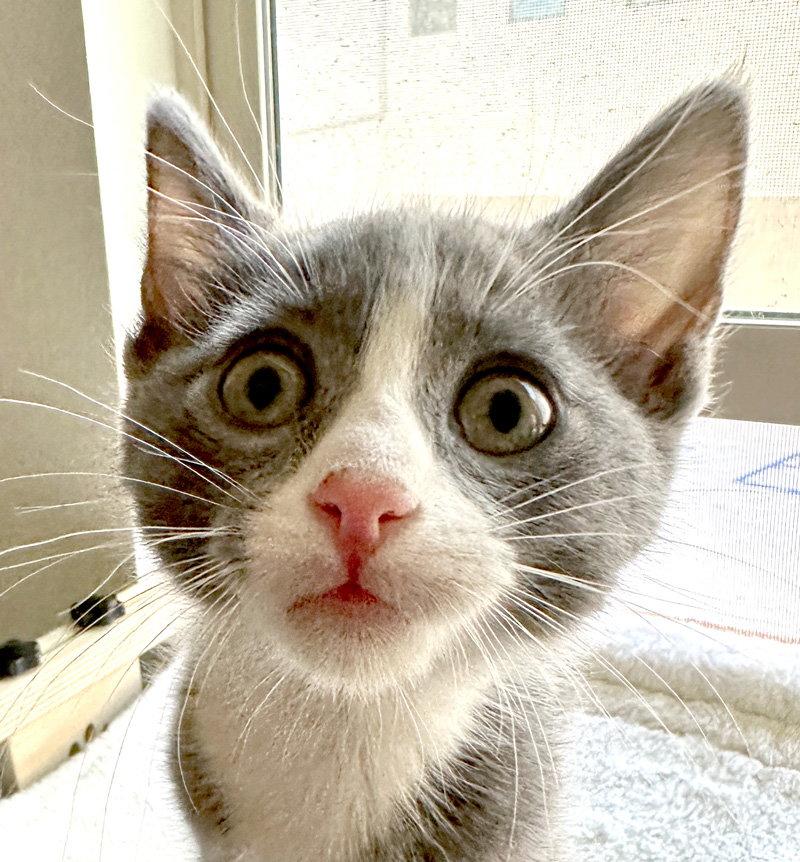 Earl Grey, a Adoptable Domestic Short Hair in Ventura, CA image 3/3