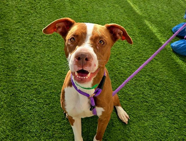 Enlarge CINNAMON, a Adoptable Pit Bull Terrier in Phoenix, AZ image 1/1