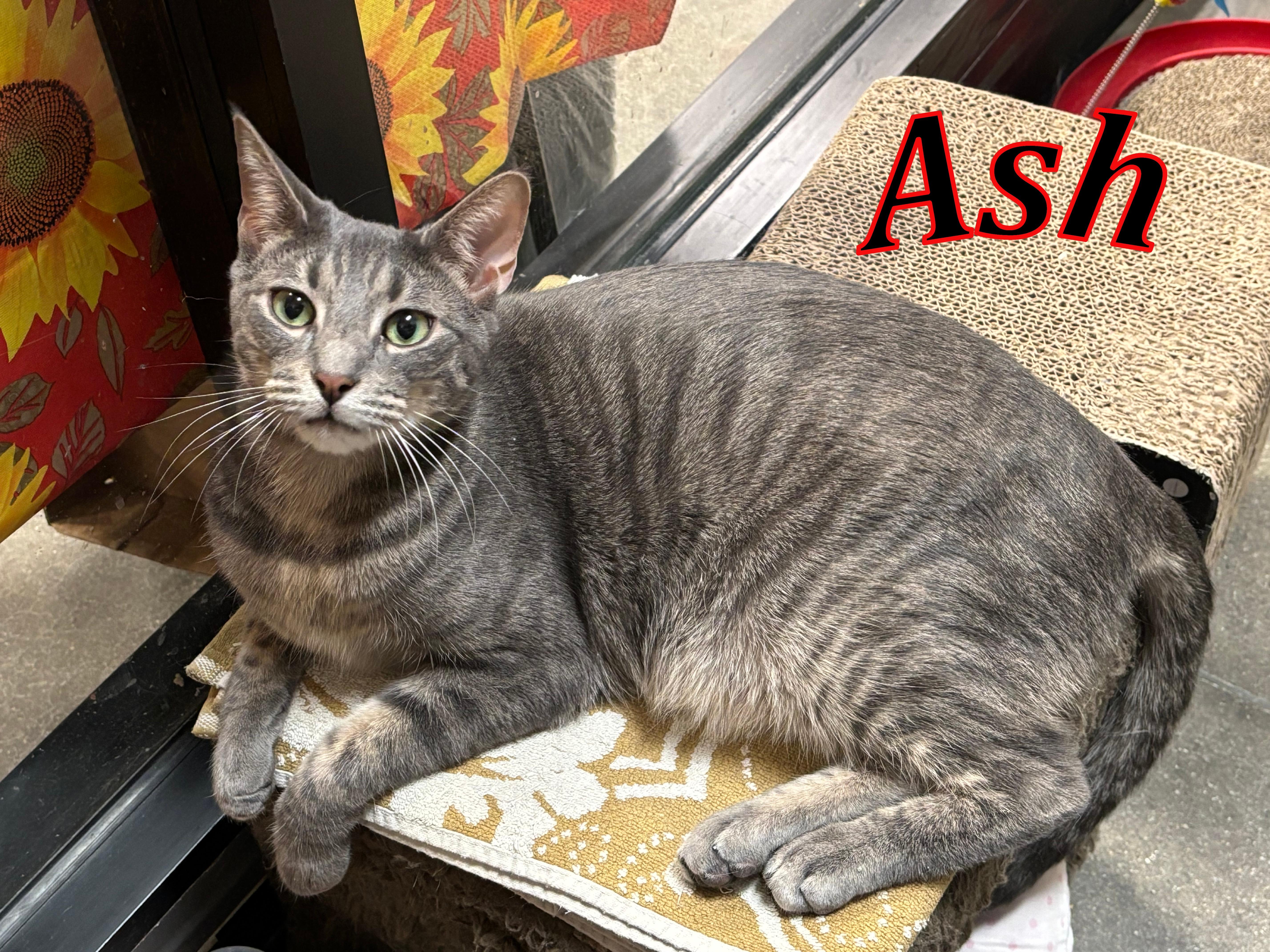 Ash, a ADOPTABLE Domestic Short Hair in Paramus, NJ image 2/2